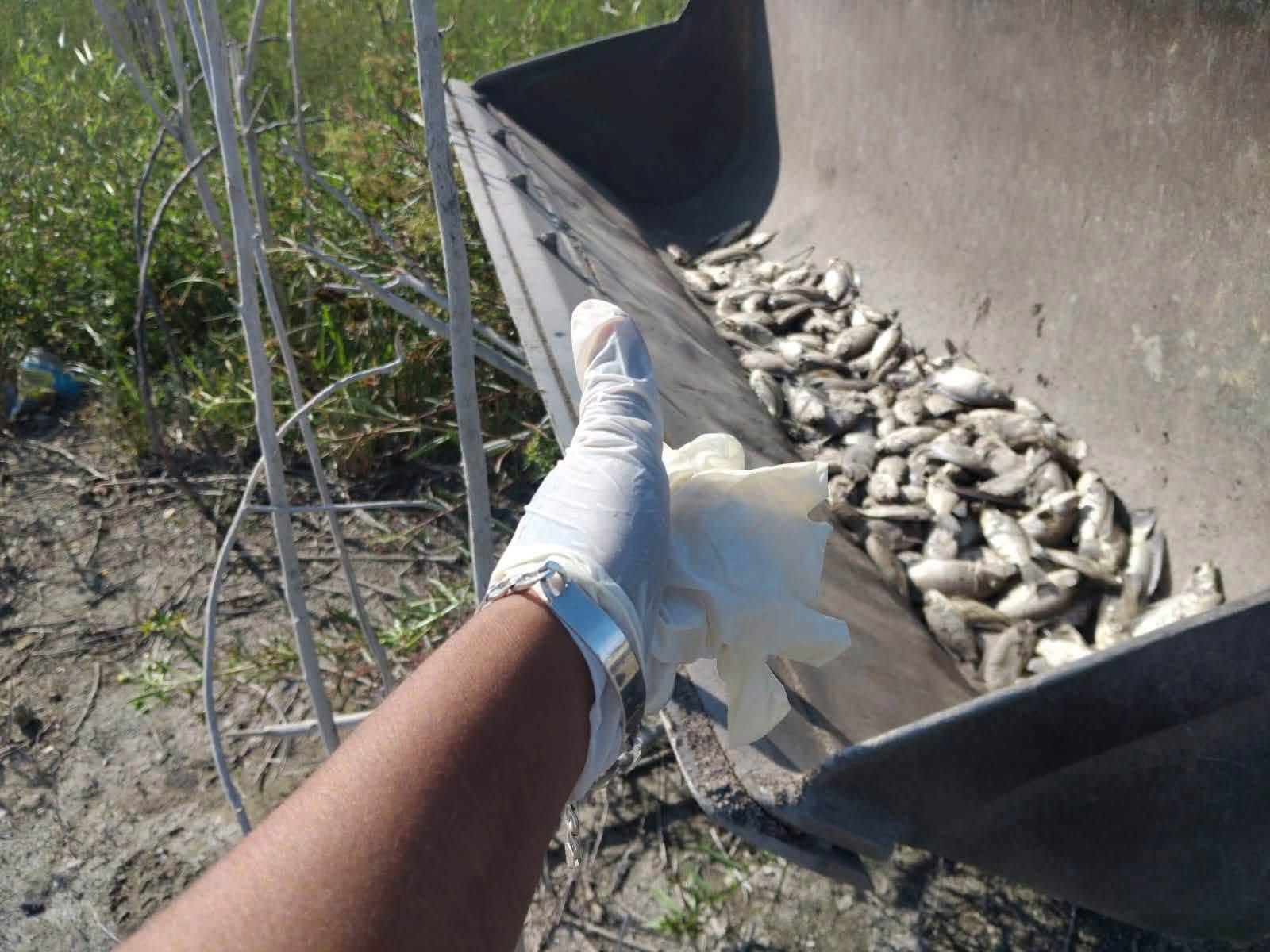 Alerta ambiental: Prohíben ingresar a la presa “El Oyul” por muerte masiva de peces